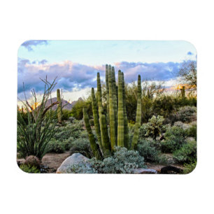 Scottsdale succulent Sunset Magneet