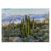 Scottsdale Succulent Sunset