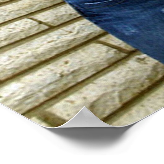 Scotty Vanity Flower Poster (Hoek)