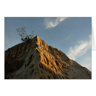 Scraggly Torrey Pine bij Sunset California Coast