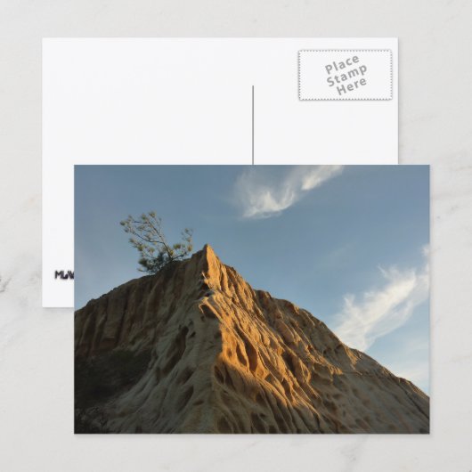 Scraggly Torrey Pine bij Sunset California Coast Briefkaart (Voorkant / Achterkant)