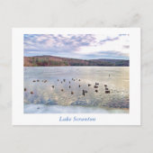 Scranton PA-Lake Scranton Post Kaart-Ducks Briefkaart (Voorkant)