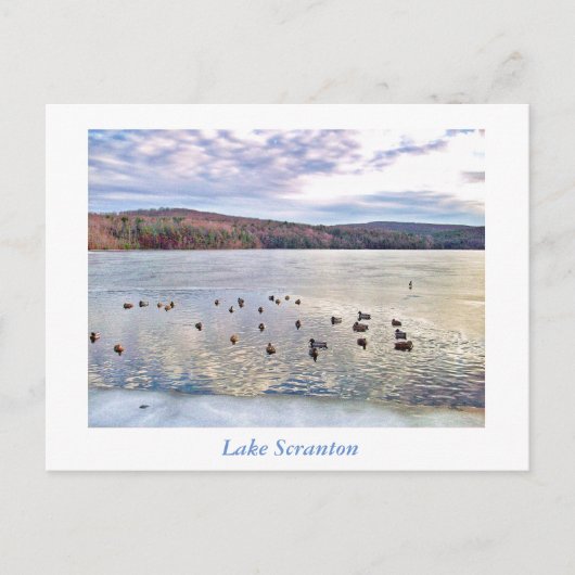 Scranton PA-Lake Scranton Post Kaart-Ducks Briefkaart (Voorkant)