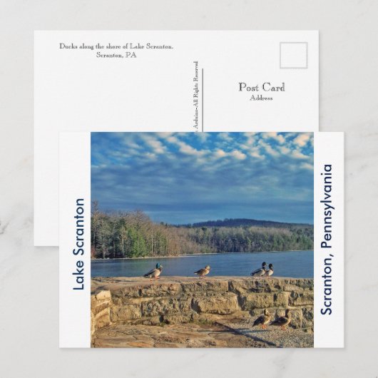 Scranton PA-Lake Scranton Post Kaart-Ducks Briefkaart (Voorkant / Achterkant)