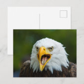 Screaming Bald Eagle Briefkaart (Voorkant / Achterkant)
