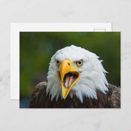 Screaming Bald Eagle Briefkaart (Voorkant / Achterkant)