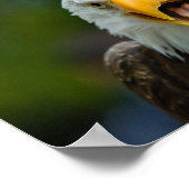 Screaming Bald Eagle Poster (Hoek)