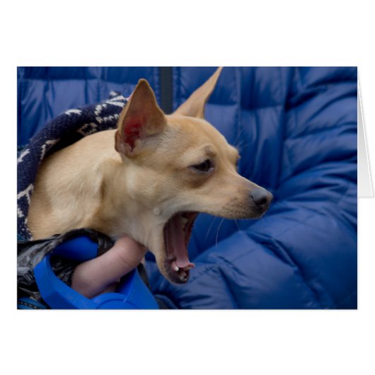 Screaming Chihuahua (Voorkant Horizontaal)