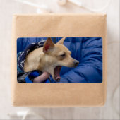 Screaming Chihuahua Etiket (Insitu)