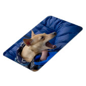 Screaming Chihuahua Magneet (Linkerzijde)