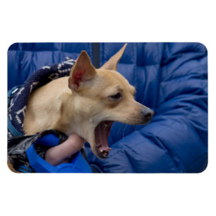 Screaming Chihuahua Magneet