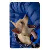 Screaming Chihuahua Magneet (Verticaal)