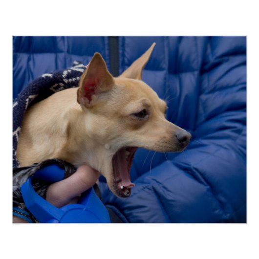 Screaming Chihuahua Poster (Voorkant)