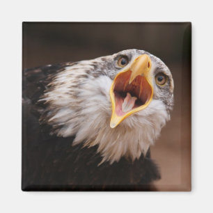 Screaming Eagle Magnet