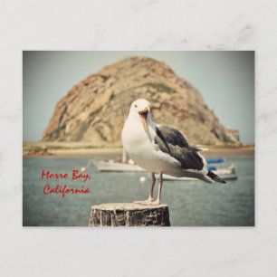 Screaming Seagull Morro Bay, Californië Briefkaart