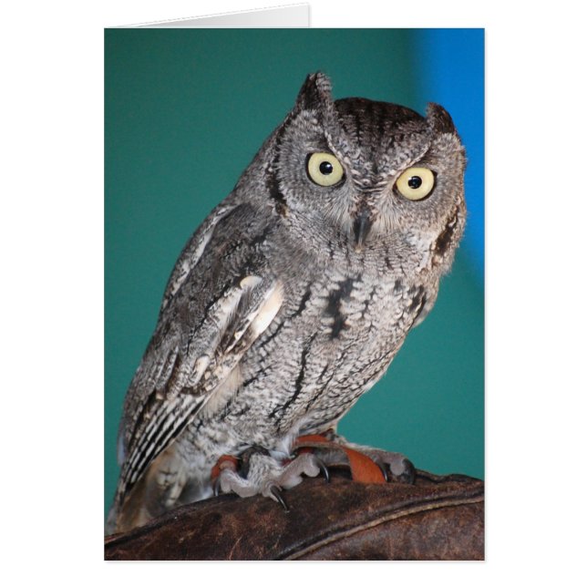 Screech Owl (Voorkant)