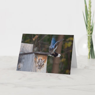 Screech-Owl aangevallen door Blue Jay Kaart