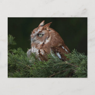 Screech Owl briefkaart