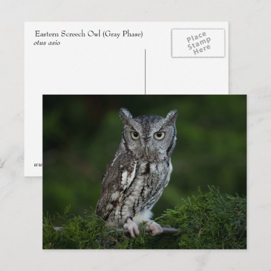 Screech Owl briefkaart (Voorkant / Achterkant)