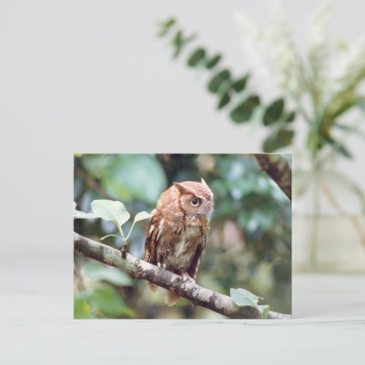 Screech Owl Briefkaart (Staand voorkant)