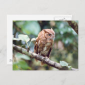 Screech Owl Briefkaart (Voorkant / Achterkant)