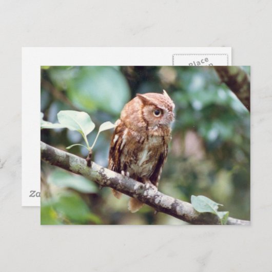 Screech Owl Briefkaart (Voorkant / Achterkant)