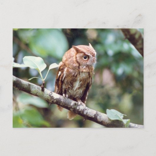 Screech Owl Briefkaart (Voorkant)