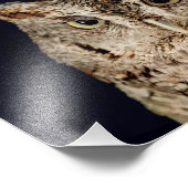 Screech Owl Foto Afdruk (Hoek)