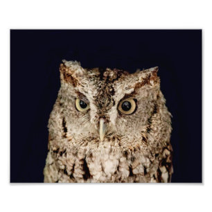 Screech Owl Foto Afdruk
