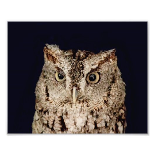Screech Owl Foto Afdruk (Voorkant)
