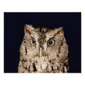 Screech Owl Foto Afdruk (Voorkant)