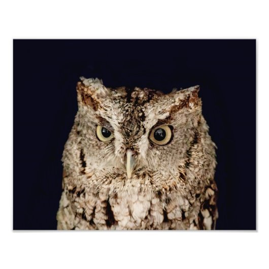 Screech Owl Foto Afdruk (Voorkant)