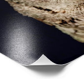 Screech Owl Foto Afdruk (Hoek)