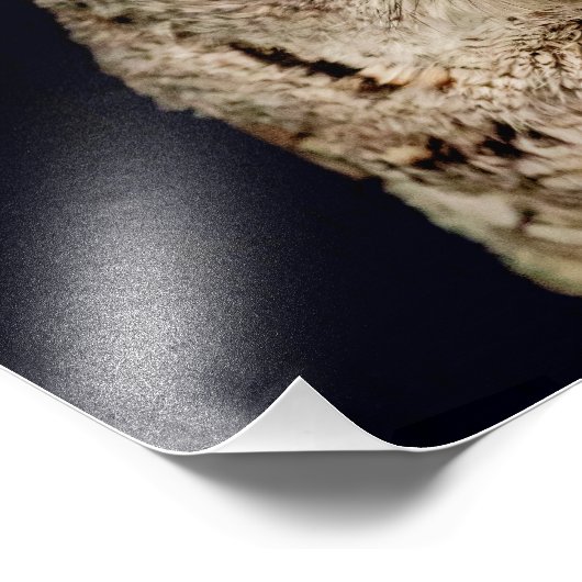 Screech Owl Foto Afdruk (Hoek)