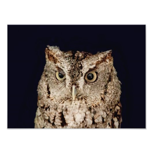 Screech Owl Foto Afdruk (Voorkant)