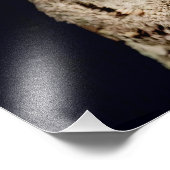 Screech Owl Foto Afdruk (Hoek)