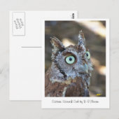 Screech Owl II Briefkaart (Voorkant / Achterkant)