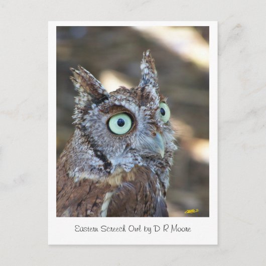 Screech Owl II Briefkaart (Voorkant)