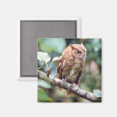 Screech Owl Magnet (Voorkant / Achterkant)