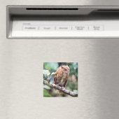 Screech Owl Magnet (Insitu (Vaatwasser))