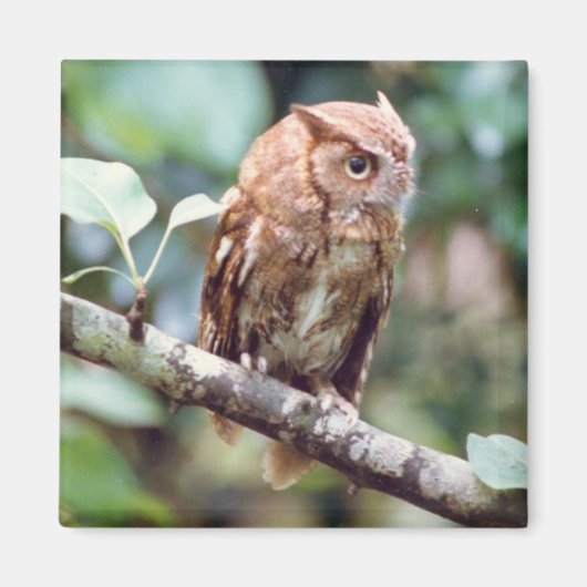 Screech Owl Magnet (Voorkant)