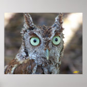 Screech Owl Poster (Voorkant)