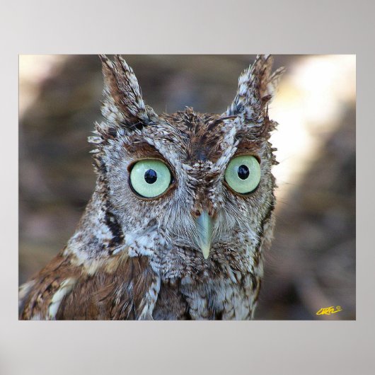 Screech Owl Poster (Voorkant)