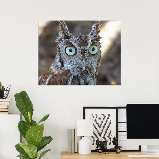 Screech Owl Poster (Thuiskantoor)