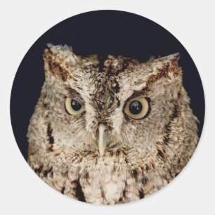 Screech Owl Ronde Sticker
