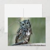 Screech Owl Tree Branch Foto Briefkaart (Voorkant / Achterkant)