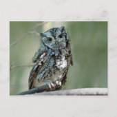 Screech Owl Tree Branch Foto Briefkaart (Voorkant)