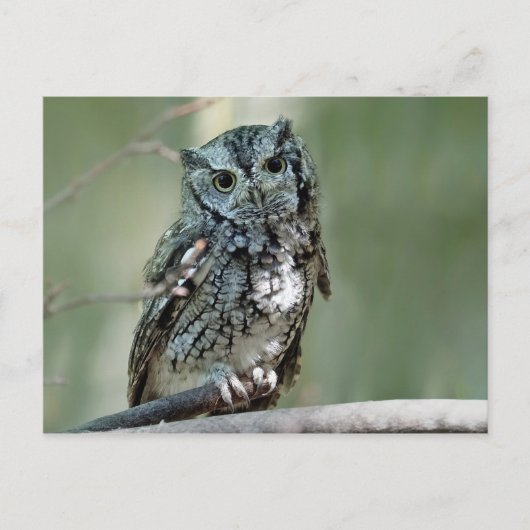 Screech Owl Tree Branch Foto Briefkaart (Voorkant)