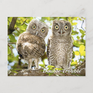 Screech Owls Chicken Briefkaart
