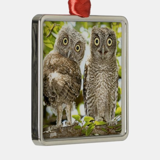 Screech Owls Chicken Metalen Ornament (Rechts)